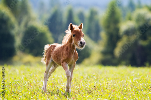 Leinwand Poster foal mini horse Falabella