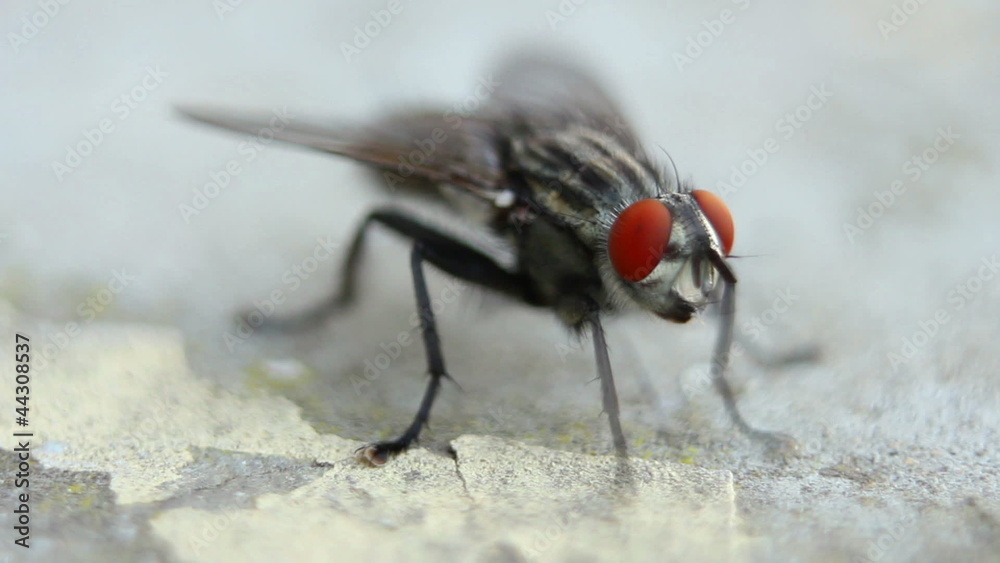 Fly