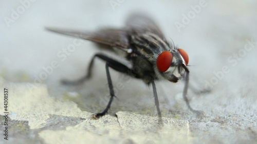 Fly