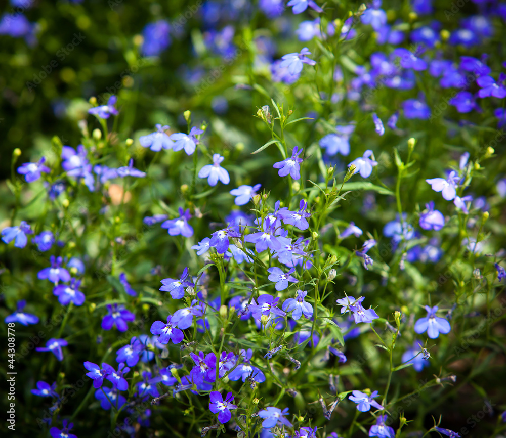 Fototapeta premium Blossoming garden flowers