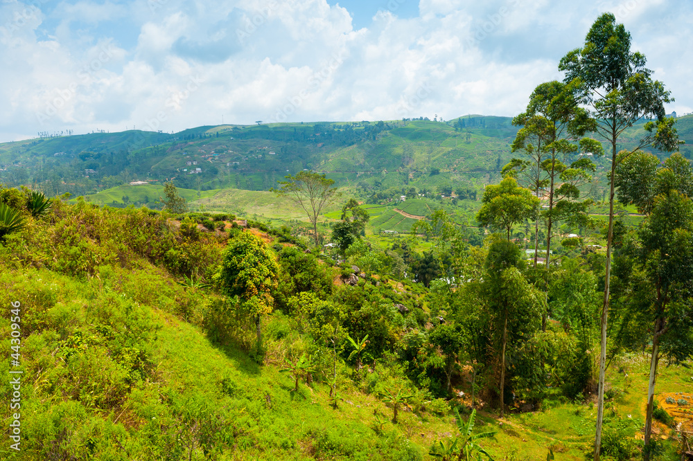 Tea plantation landscape