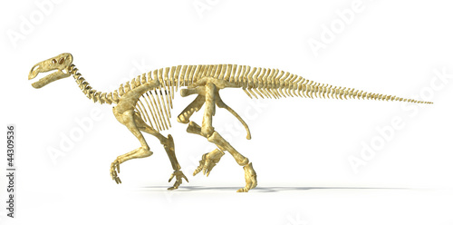 Iguanodon dinosaur full skeleton photo-realistic and scientifica