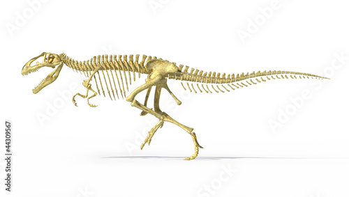 Gigantosaurus dinosaurus full photo-realistic skeleton, side vie © matis75