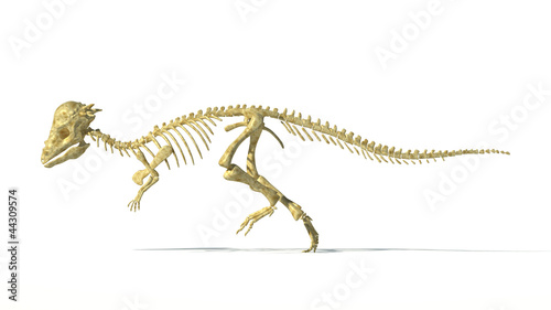 Pachycephalosaurus dinosaur, full photo-realistic skeleton, scie