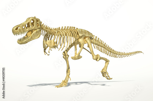T-Rex dinosaur full skeleton, photo-realistic, scientifically co