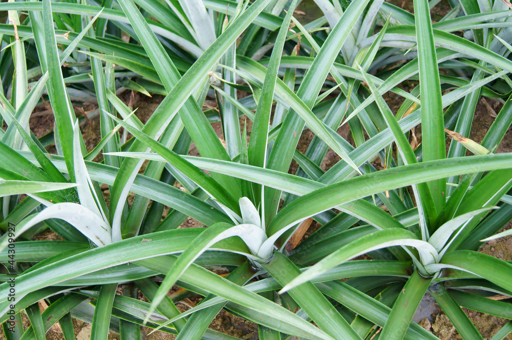 ananas ananas
