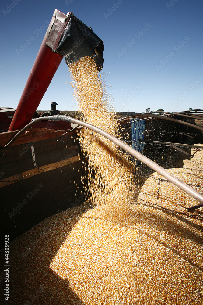 Naklejka premium corn harvest
