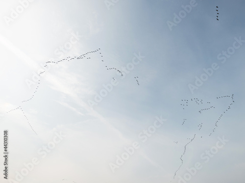 Geese flying in formation in summer