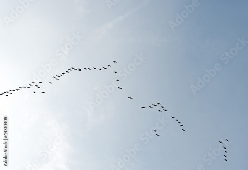 Geese flying in formation in summer