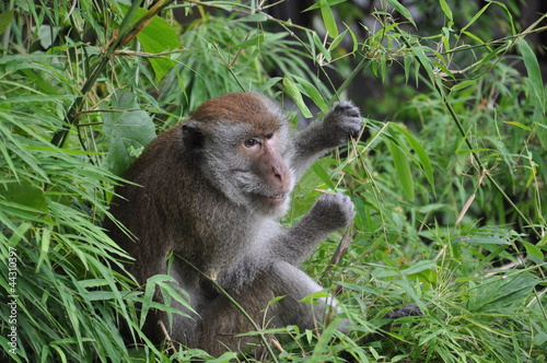 father macaque