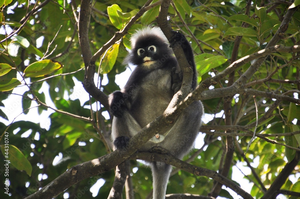 Obraz premium gibbon