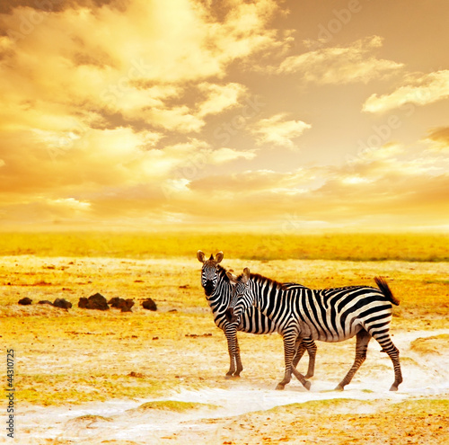 African wild zebras