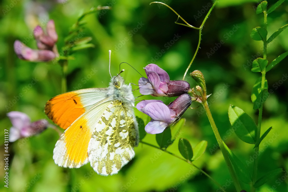Fototapeta premium Male orange tip