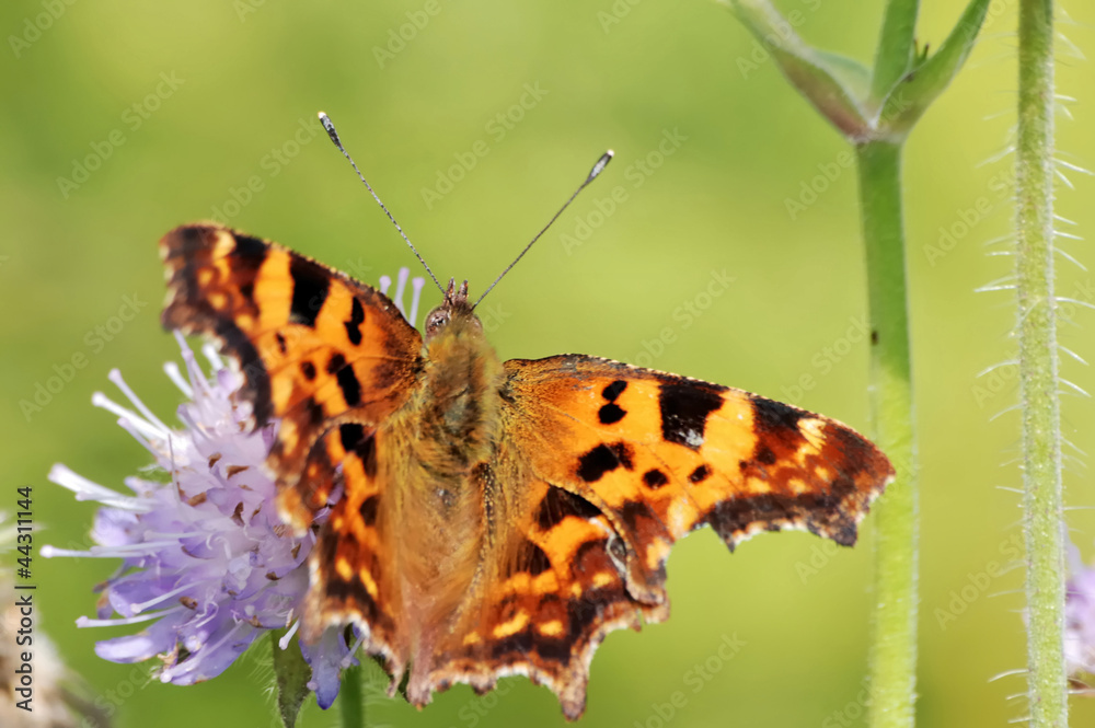 Obraz premium Comma Butterfly