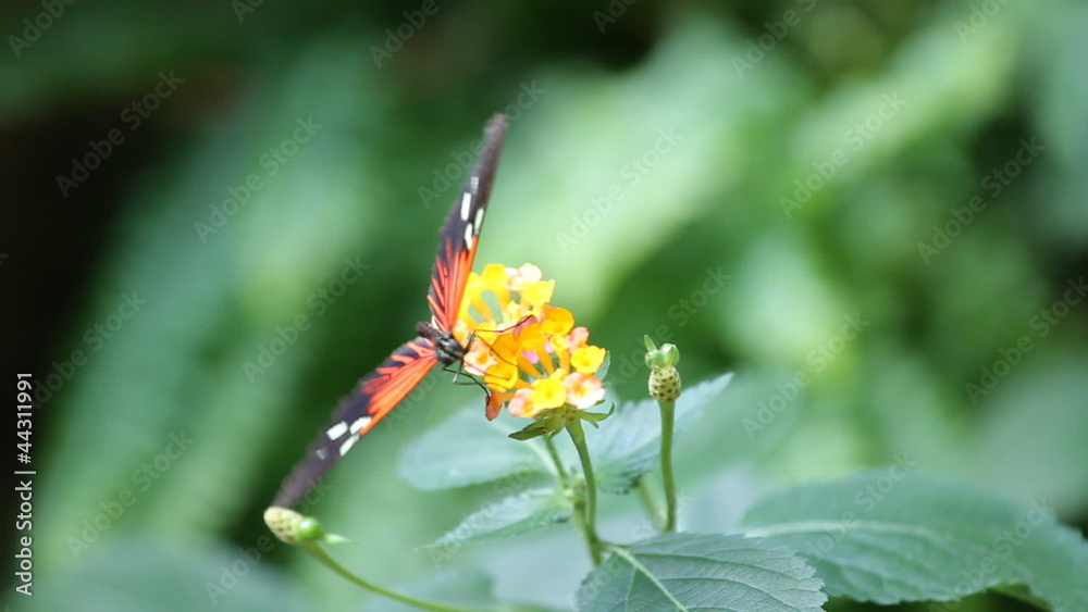 Closeup of butterfly on a flower in garden