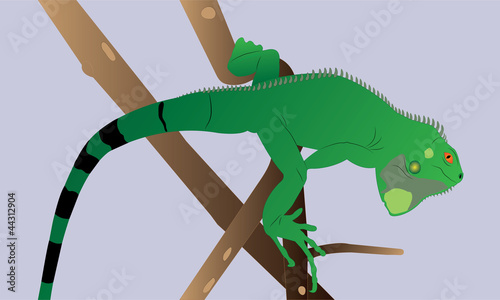 Curious green iguana on a branch.