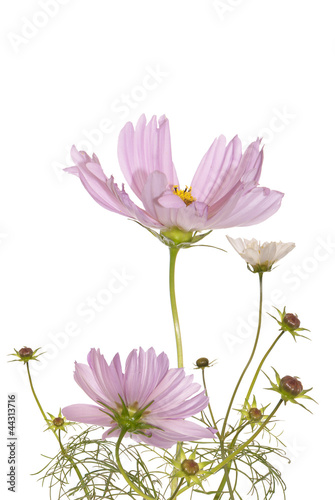 Decorative beautiful dark pink flowers on a white background