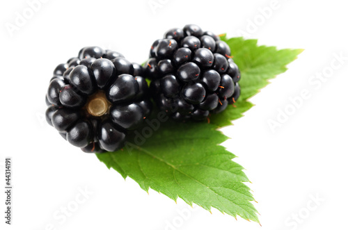 blackberry,