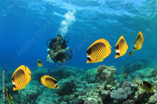 Fish, Coral Reef and Scuba Diver in ocean