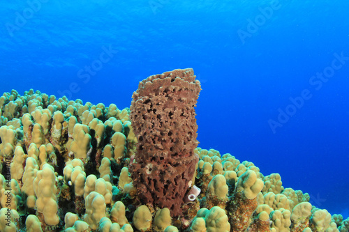 Sponge and Coral in Ocean
