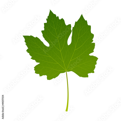 Grape leaf isolated on white background