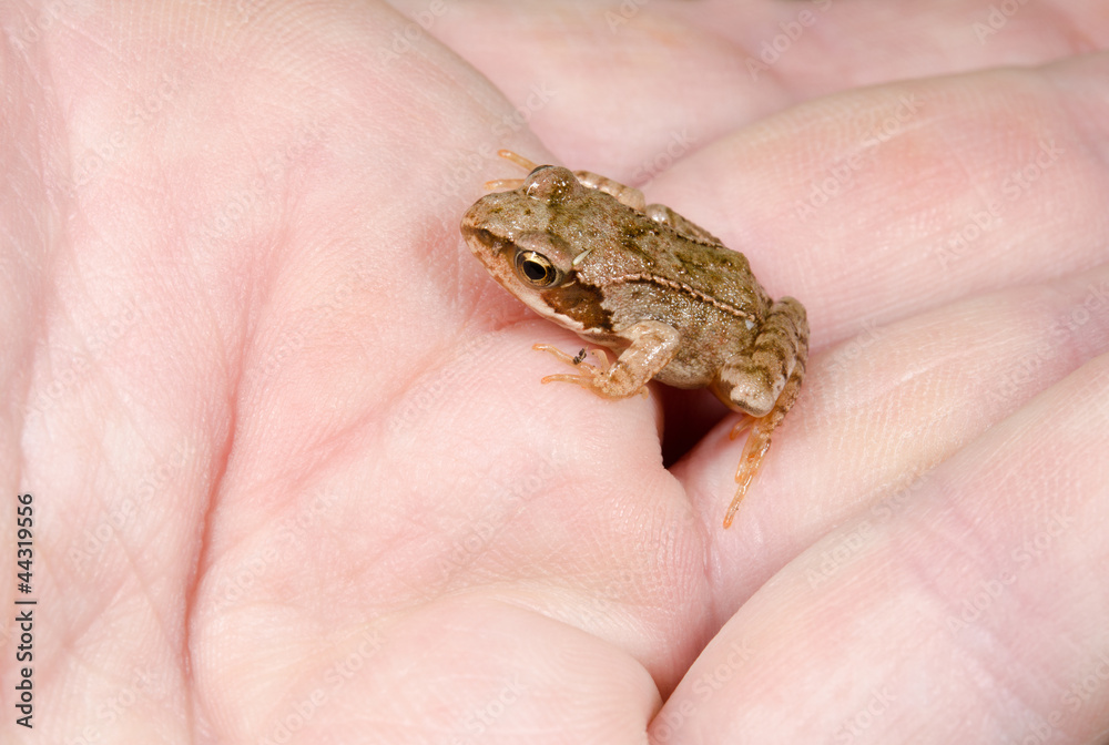 investigative baby toad investigative baby toad