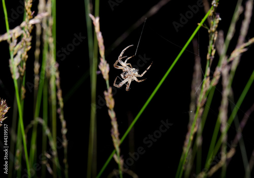 spider weaving at night