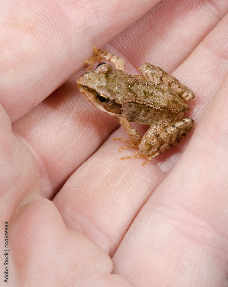 Obraz premium baby toad in safe hands