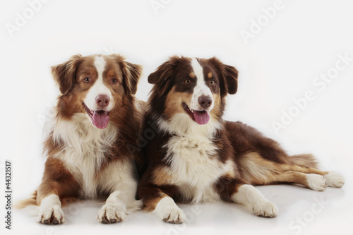 Two Australian Shepherd Dogs © absolutimages