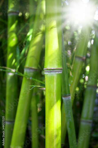 Bambus mit Sonnenschein