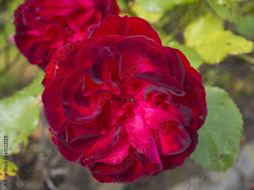 Roses in Northern englis Garden in High Summer photo