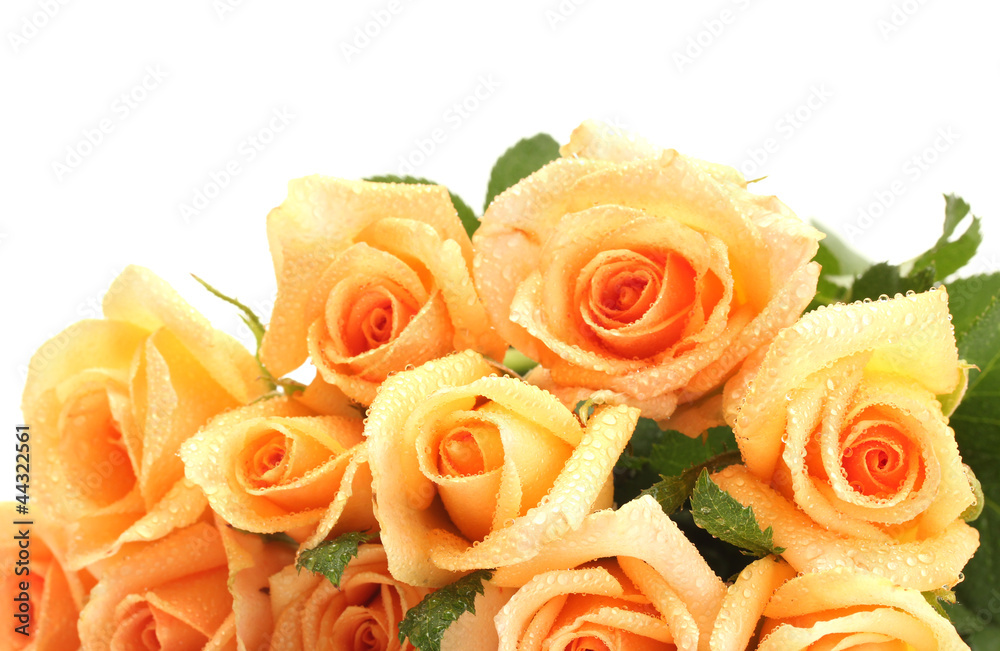 beautiful bouquet of roses isolated on white beautiful bouquet of roses isolated on white