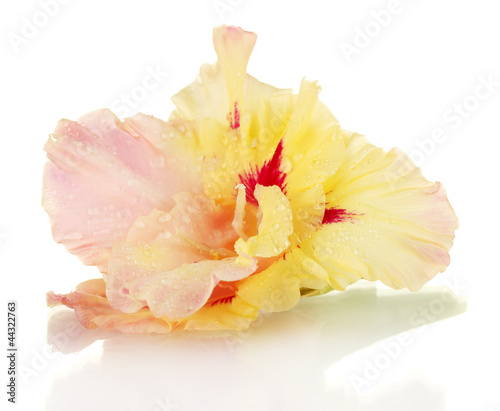 beautiful bud of yellow-pink gladiolus isolated