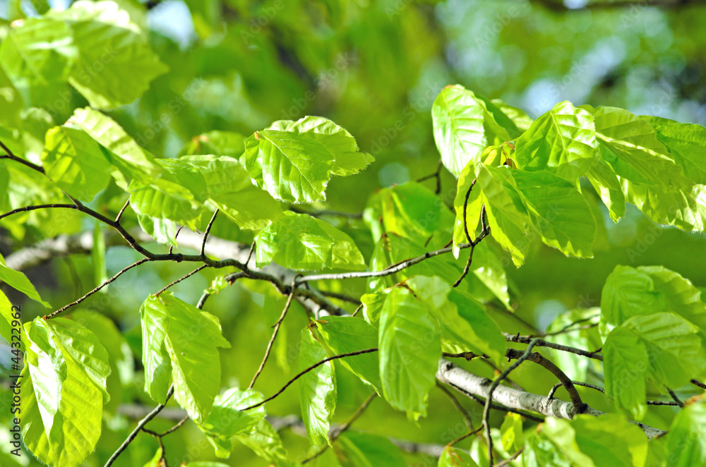 Springtime: fresh, lime green leaves Springtime: fresh, lime green leaves