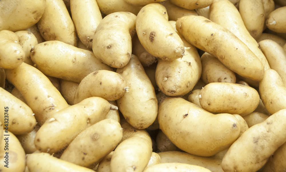 White organic potatoes from a green farm for background White organic potatoes from a green farm for background