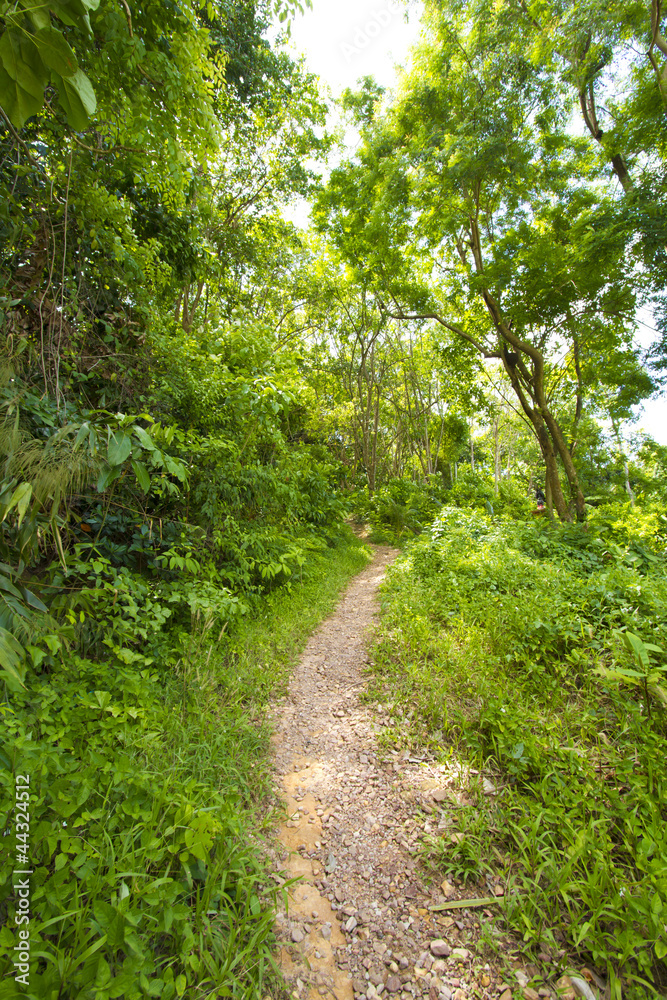 forest road, walk street to tropical humid green forest forest road, walk street to tropical humid green forest