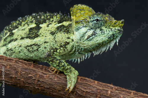 Helmeted chameleon / Trioceros hoehnelii
