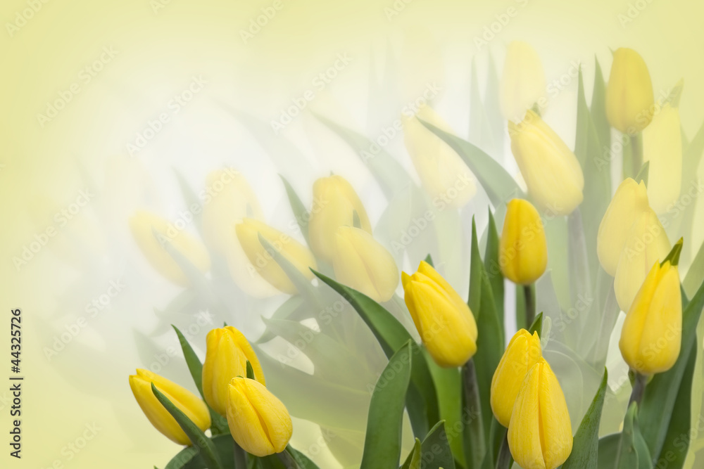 Fototapeta premium Yellow tulips