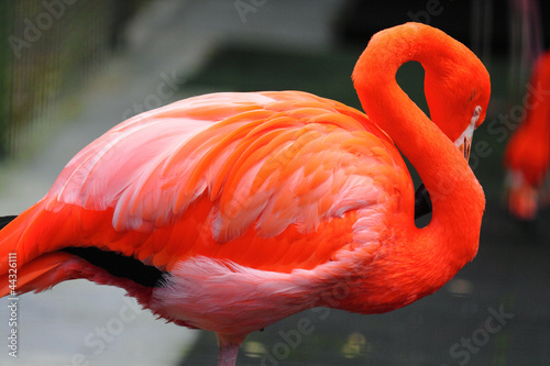 red flamingo