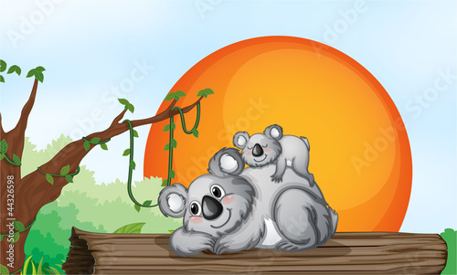 two bears