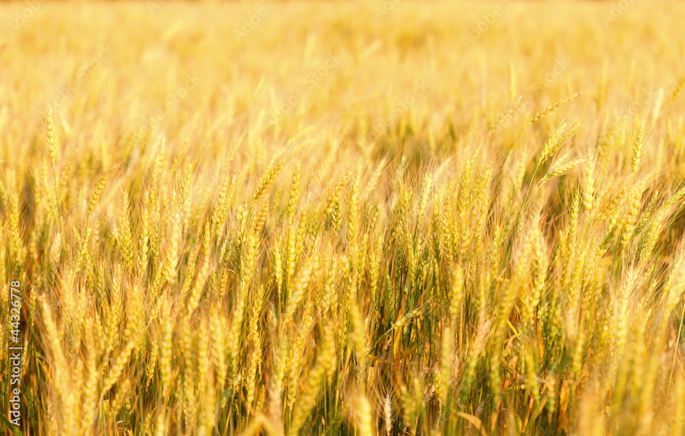 Fields of wheat at the end of summer fully ripe Fields of wheat at the end of summer fully ripe