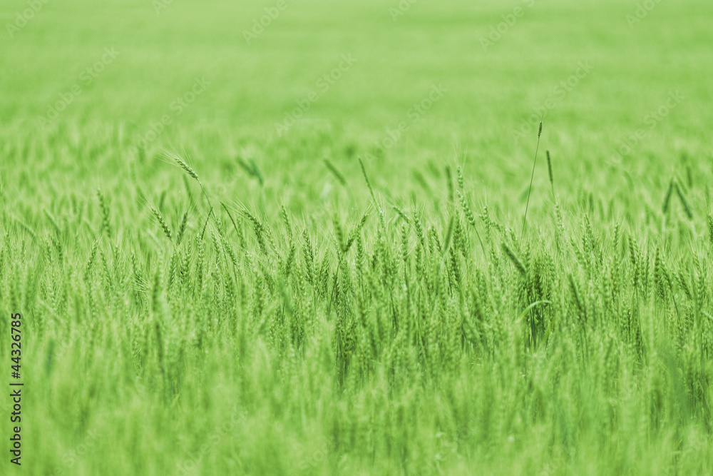 Green wheat on a grain field in spring Green wheat on a grain field in spring