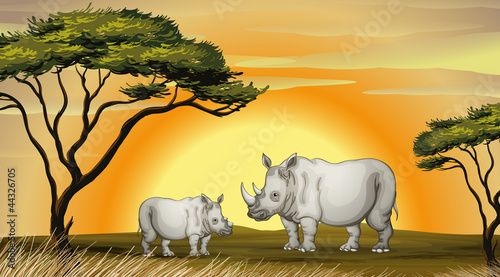 rhinocerous