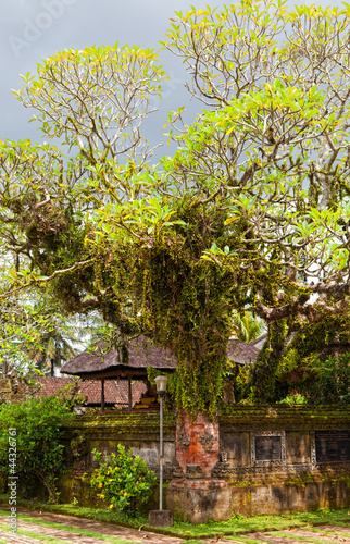 island of Bali, banyan tree with the ancient temple