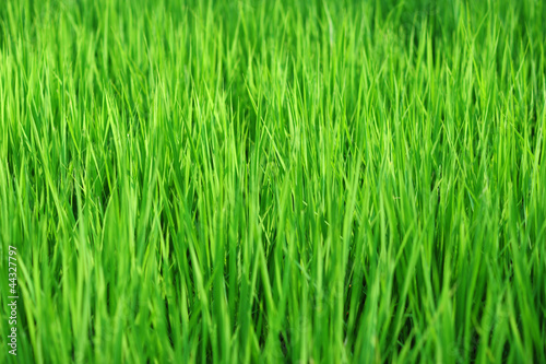 Rice field-14