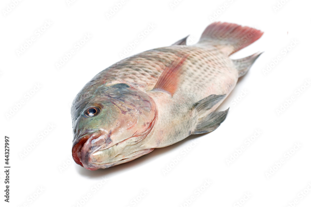 Snapper Fish