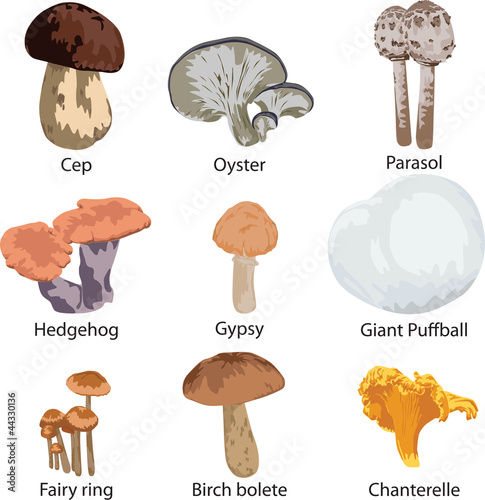 set of edible mushrooms
