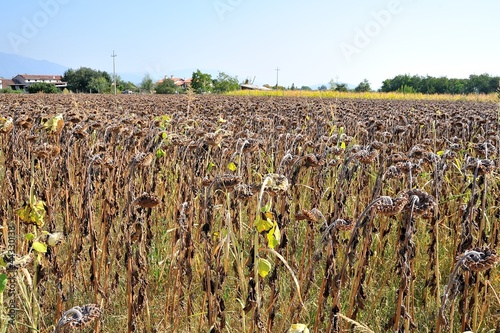 cultivated field of sunflowers burned by drought