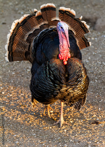 Turkey photo