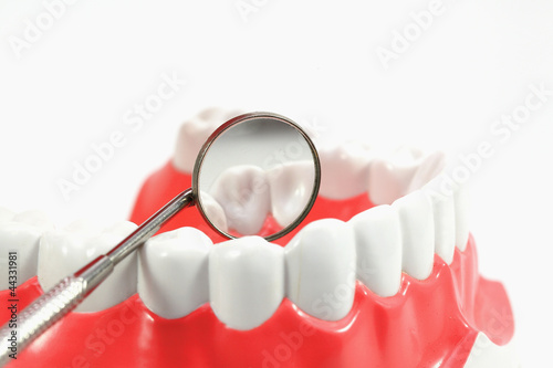 Fototapeta Naklejka Na Ścianę i Meble -  Dental Model